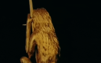 Tales of the Gold Monkey